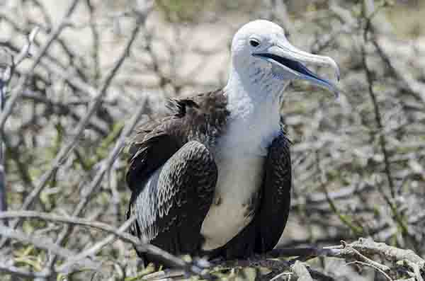 Fragata - isla Seymour Norte - islas Galápagos - Ecuador 5.jpg